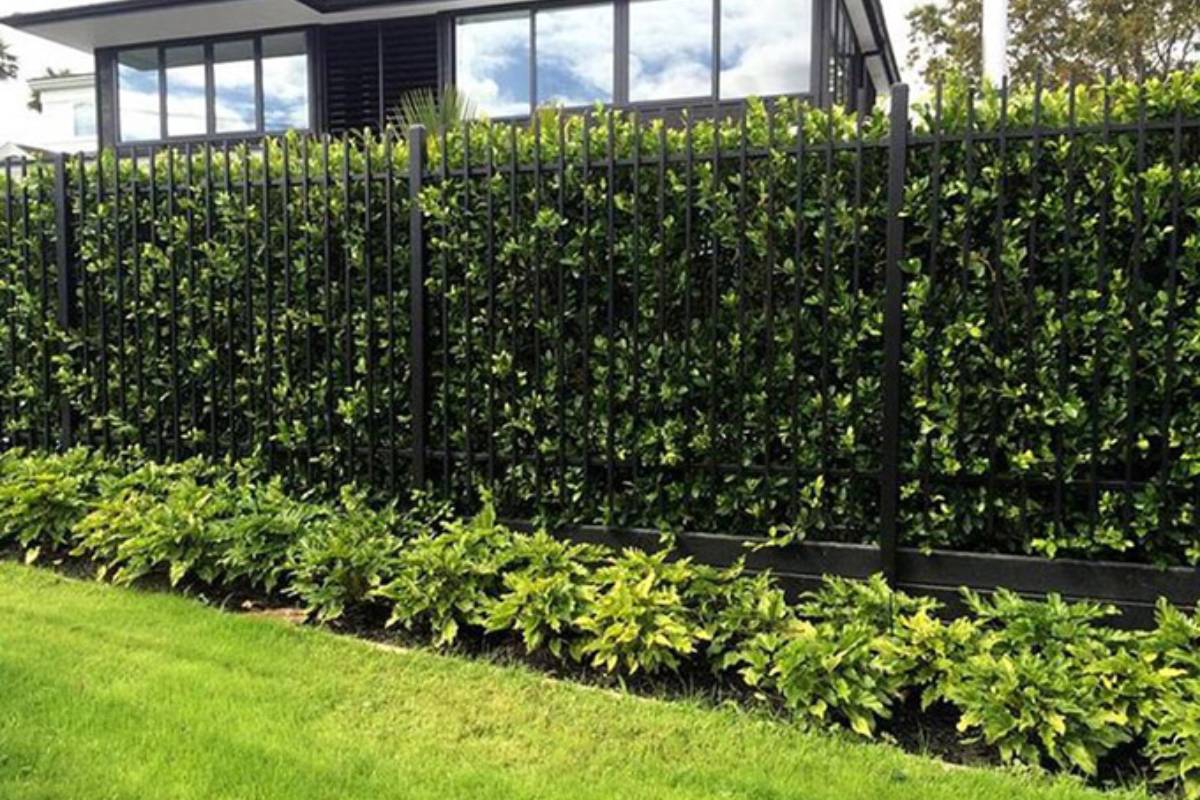 Làm tường rào cổng ngõ đẹp bằng cây xanh giúp căn nhà trở nên thoáng mát hơn
